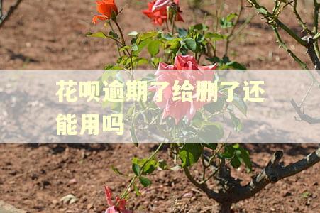 花呗逾期了给删了还能用吗
