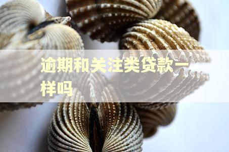 逾期和关注类贷款一样吗