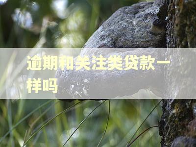 逾期和关注类贷款一样吗