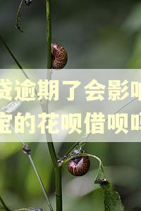 网贷逾期了会影响支付宝的花呗借呗吗?