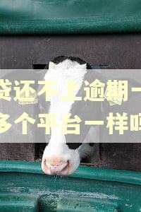 网贷还不上逾期一个和多个平台一样吗