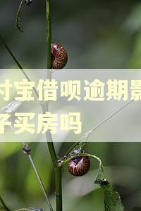 支付宝借呗逾期影响孩子买房吗
