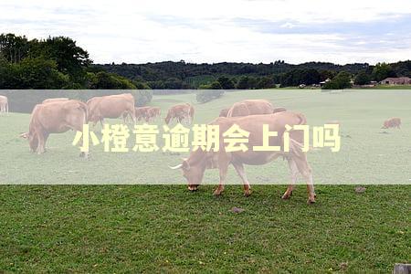 小橙意逾期会上门吗