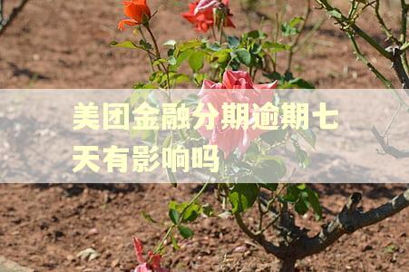 美团金融分期逾期七天有影响吗