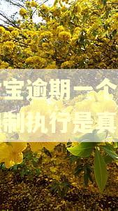 支付宝逾期一个月说要强制执行是真的吗