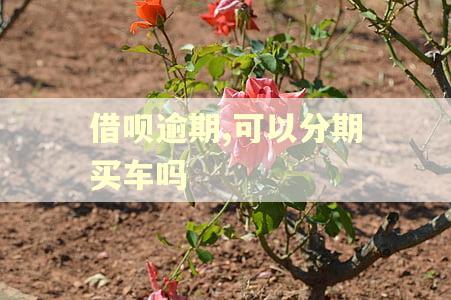 借呗逾期,可以分期买车吗
