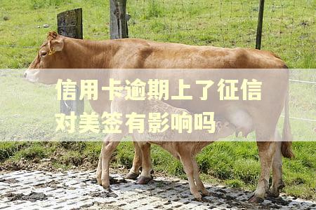 信用卡逾期上了征信对美签有影响吗
