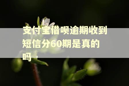 支付宝借呗逾期收到短信分60期是真的吗