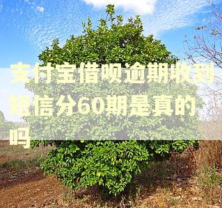 支付宝借呗逾期收到短信分60期是真的吗 支付宝借呗逾期收到短信分60期是真的吗