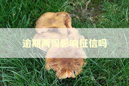 逾期两周影响征信吗