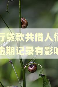 农行贷款共借人征信有逾期记录有影响吗