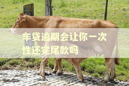车贷逾期会让你一次性还完尾款吗
