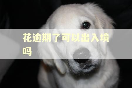 花逾期了可以出入境吗