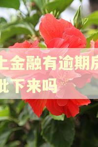 马上金融有逾期房贷能批下来吗