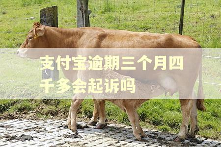 支付宝逾期三个月四千多会起诉吗