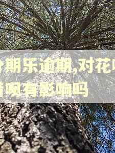 分期乐逾期,对花呗借呗有影响吗