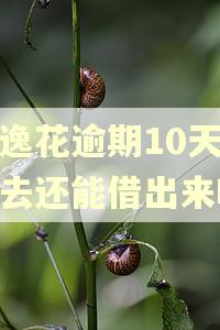 安逸花逾期10天还进去还能借出来吗
