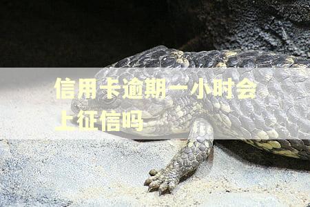 信用卡逾期一小时会上征信吗