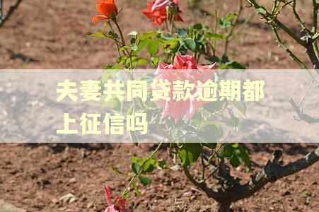 夫妻共同贷款逾期都上征信吗
