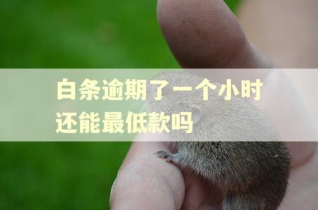 白条逾期了一个小时还能最低款吗 白条逾期了一个小时还能最低款吗