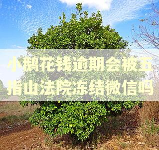 小鹅花钱逾期会被五指山法院冻结微信吗