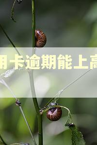 信用卡逾期能上高速吗 信用卡逾期能上高速吗