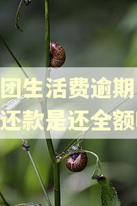 美团生活费逾期11天还款是还全额吗