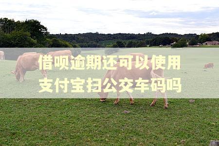 借呗逾期还可以使用支付宝扫公交车码吗 借呗逾期还可以使用支付宝扫公交车码吗