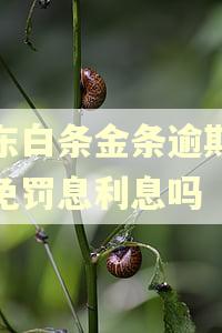 京东白条金条逾期能减免罚息利息吗