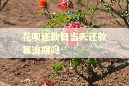 花呗还款日当天还款算逾期吗 花呗还款日当天还款算逾期吗