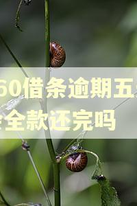 360借条逾期五天会全款还完吗