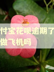支付宝花呗逾期了可以做飞机吗