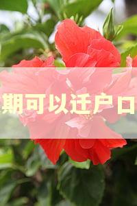逾期可以迁户口吗 逾期可以迁户口吗