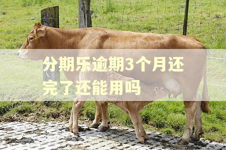 分期乐逾期3个月还完了还能用吗