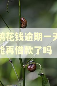 小鹅花钱逾期一天就不能再借款了吗