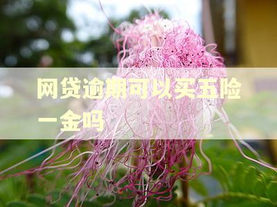 网贷逾期可以买五险一金吗