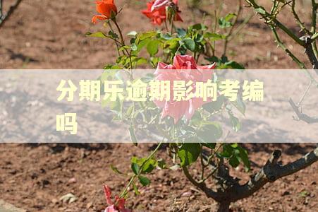 分期乐逾期影响考编吗