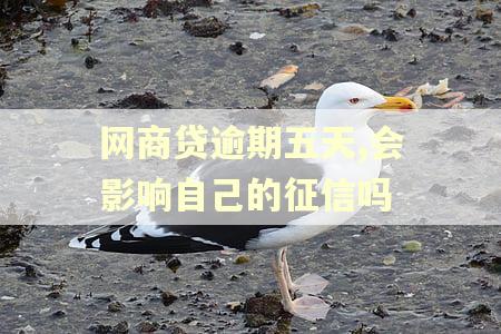 网商贷逾期五天,会影响自己的征信吗