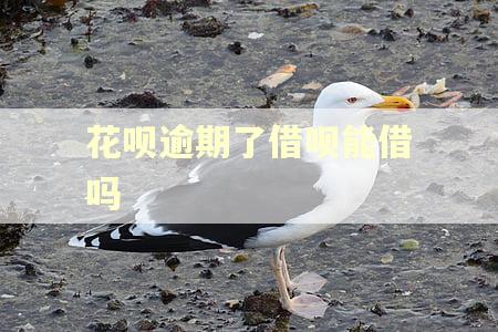 花呗逾期了借呗能借吗