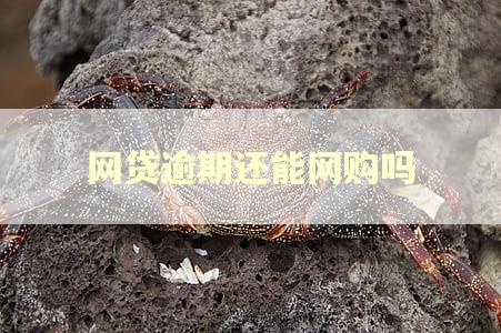 网贷逾期还能网购吗