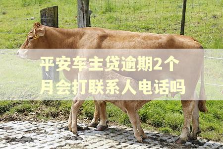 平安车主贷逾期2个月会打联系人电话吗