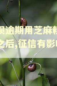 花呗逾期用芝麻粒修复之后,征信有影响吗
