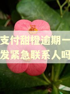 翼支付甜橙逾期一天会发紧急联系人吗
