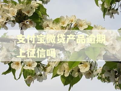 支付宝微贷产品逾期上征信吗
