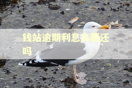钱站逾期利息高要还吗
