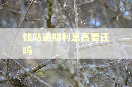 钱站逾期利息高要还吗