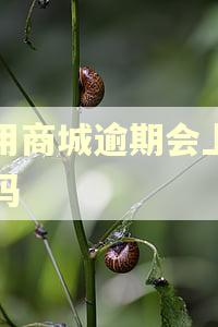 爱用商城逾期会上征信吗