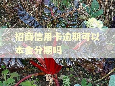 招商信用卡逾期可以本金分期吗