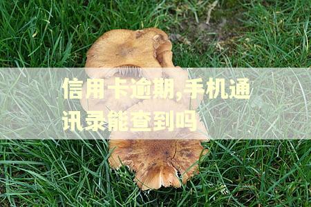 信用卡逾期,手机通讯录能查到吗