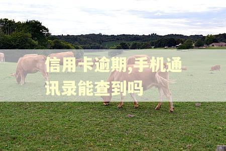 信用卡逾期,手机通讯录能查到吗